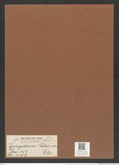 Syringidium ? palaemon Ehr. (de-Toni-Nr.: Genus 152, Species 4199) Zeichnungen Sammlung Grunow Mappe 04201 (Herbarium_W_Grunow_drawings_Folder_04201)